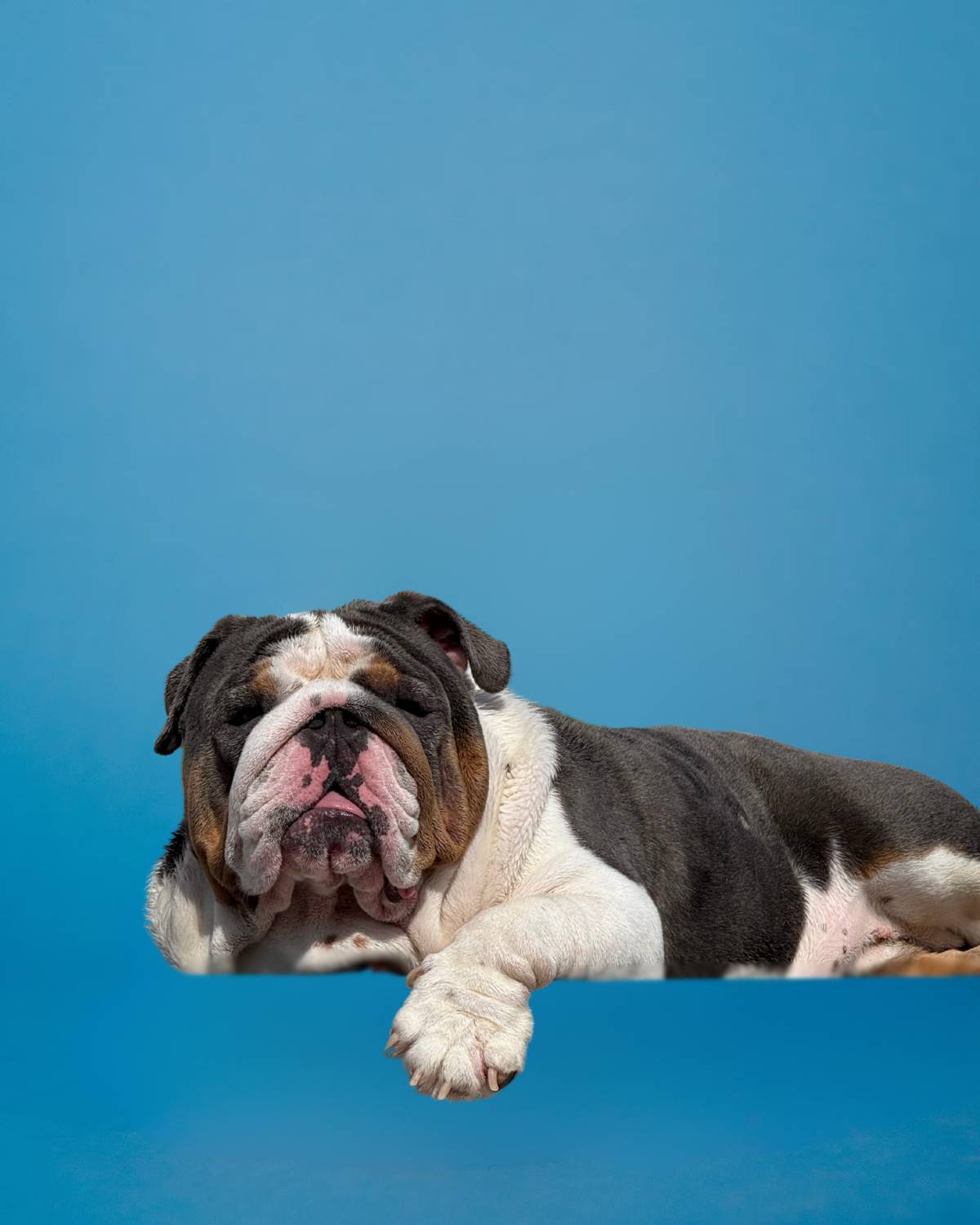 English Bulldog
